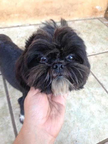 Shihtzu Miniatura Adulto macho