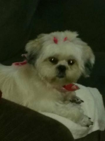 Shihtzu fêmea encantadora c/ um ano