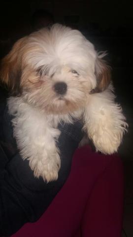 Shithzu original casal 