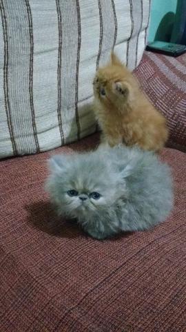 Vende-se lindos gatos persia