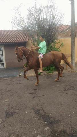 Égua manga-larga paulista