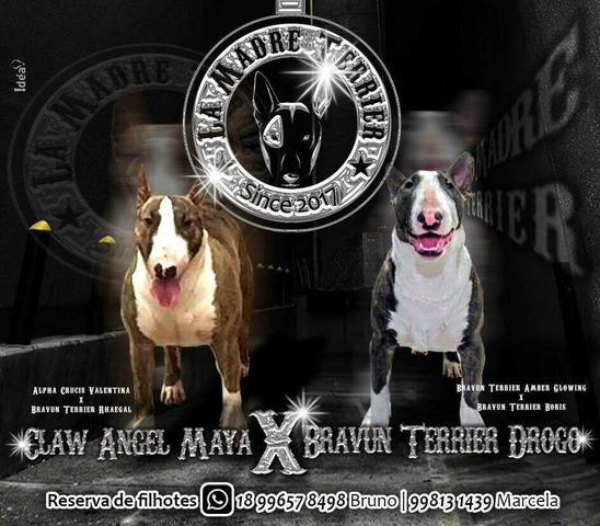 Bull Terrier Inglês