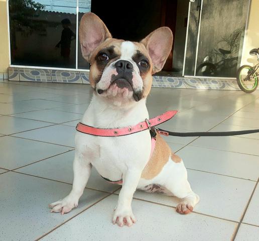 Bulldogue Francês Pedigree CBKC