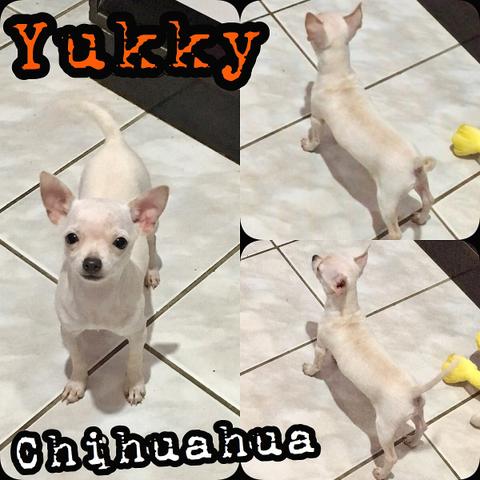 Fêmea Chihuahua