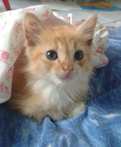 Gata adoção urgente