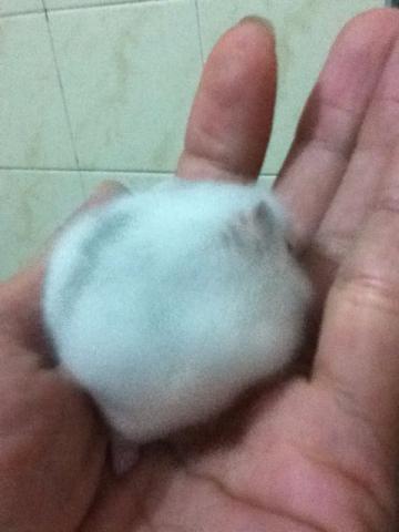 Hamster Anao Winter Branco