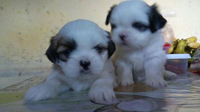 Lhasa apso vermefugados e comendo racao a pronta entrega