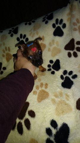 Pinscher feminha apenas pai 0 mãe 1 parcelo