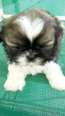 Shih Tzu