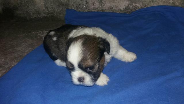 Shih tzu barat0