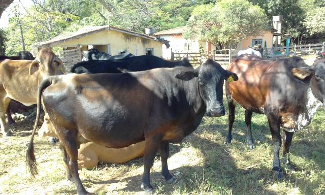 Vacas e novilhas cruzadas em bela vista