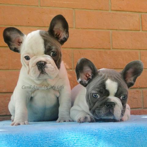 Bulldog Francês casal blue pied