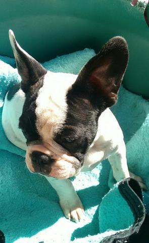 Bulldog francês