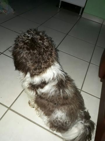 Cachorro shih tzu