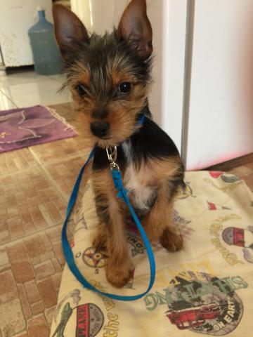 Cachorro yorkshire macho