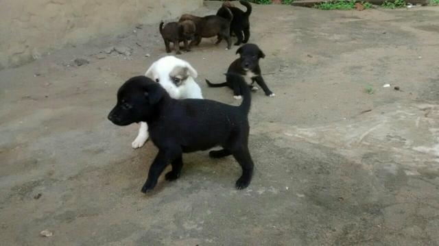 Doação de cachorrinhas, SRD