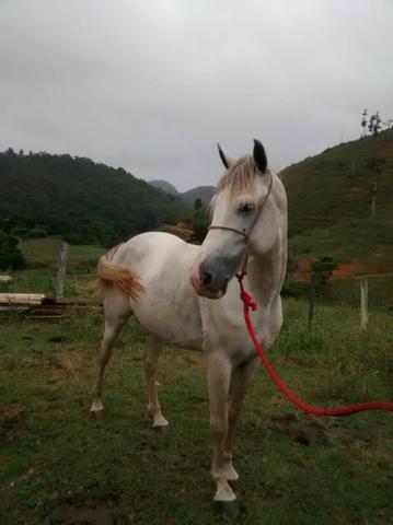 Garanhão mangalarga marchador registro definitivo