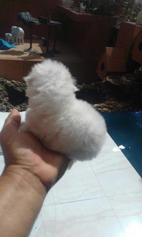 Micro poodle zero floquinho d neve branquinho(femea e macho)