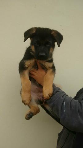 Pastor alemão fêmea com pedigre