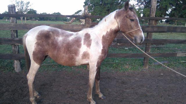 Potro Pampa de marcha Picada