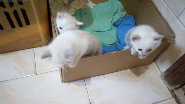 Sagrado da birmania macho e femeas  cada