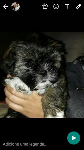 Shih tzu