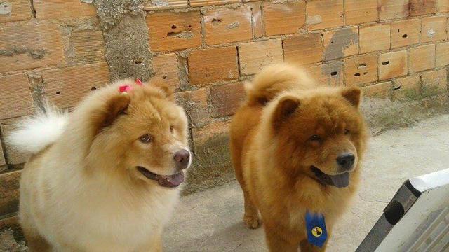 Vendo casal de chow chow