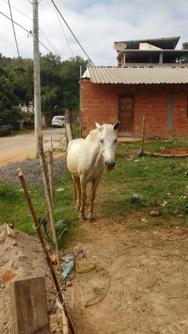 Vendo esse lindo Cavalo