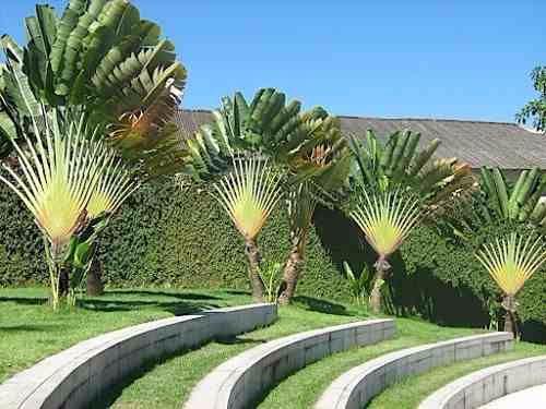 10 sementes de palmeira gigante de madagascar