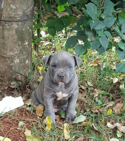 American bully