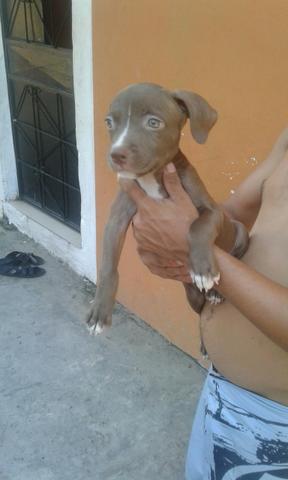 Bom dia estou vendendo um cachorro