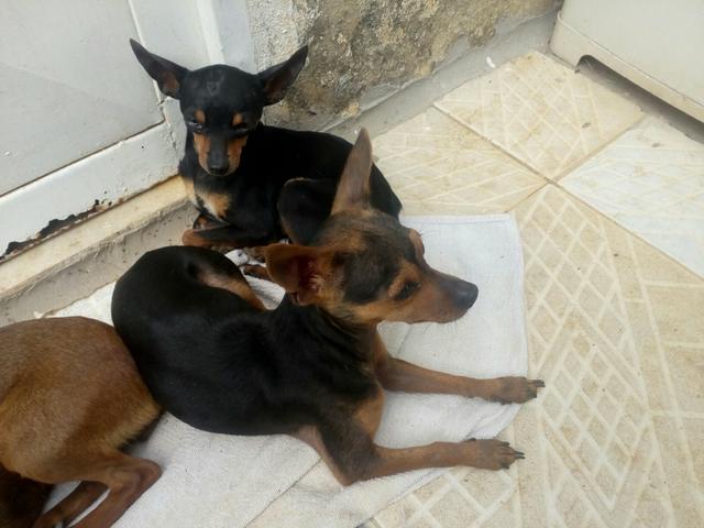 Casal de pinscher adulto