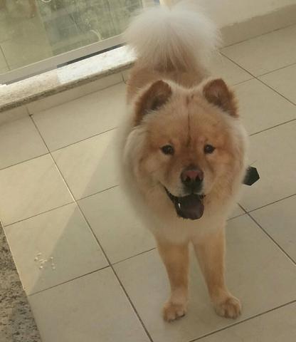 Chow chow de 1 ano e um mes para doação