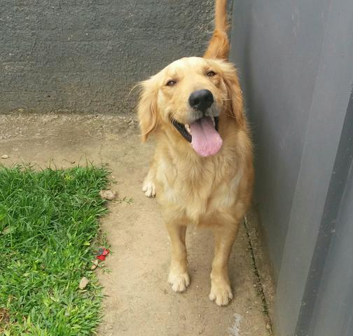 Femea adulta de golden