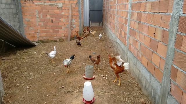 Frango indio gigante