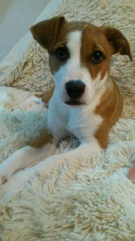 Mestiça pitbull p adoção