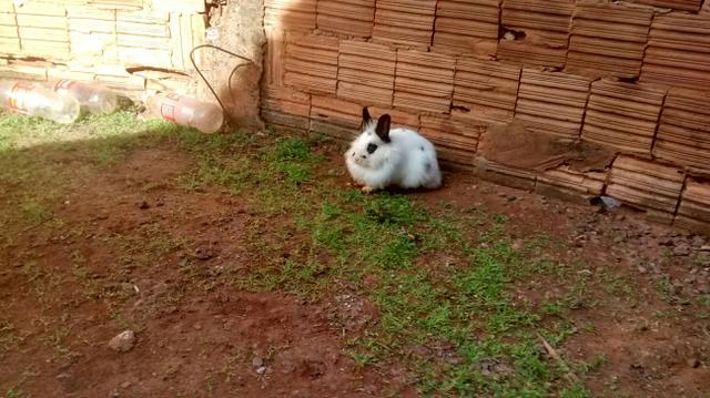 Mini coelha