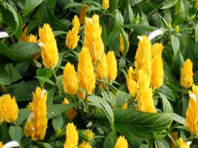 Mudas de Camarão Amarelo e Branco