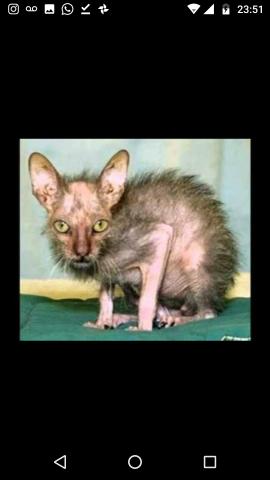 Pago e adoto GATOS E ANIMAIS EM GERAL