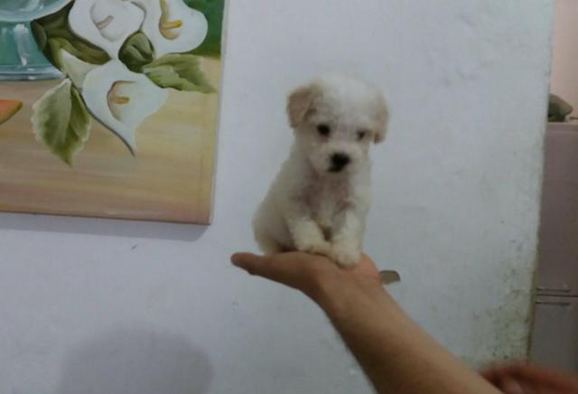 Poodle puro ORIGINAIS! !!!!!!