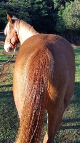 Potro Quarto De Milha Puro