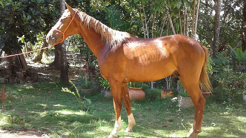 Potro mangalarga 3 anos, inteiro, domado, muito docil !!!