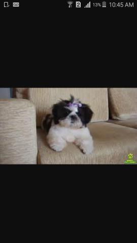Shih Tzu