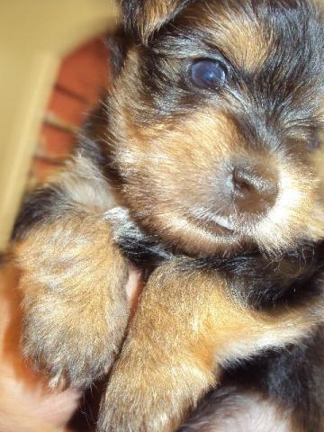 Yorkshire Terrier - Fêmea - Linhagem de campeões da raça