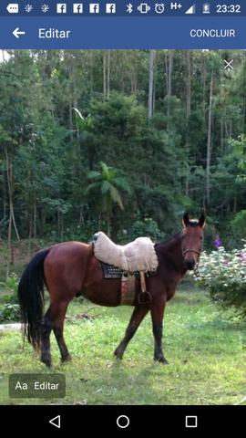 Cavalo Crioulo, capado confirmado e com registro