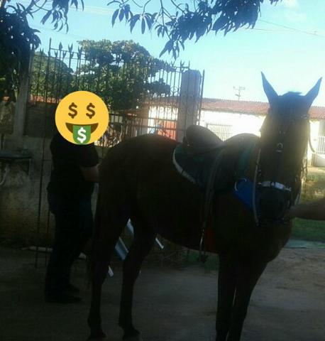 Cavalo QM Mestiço