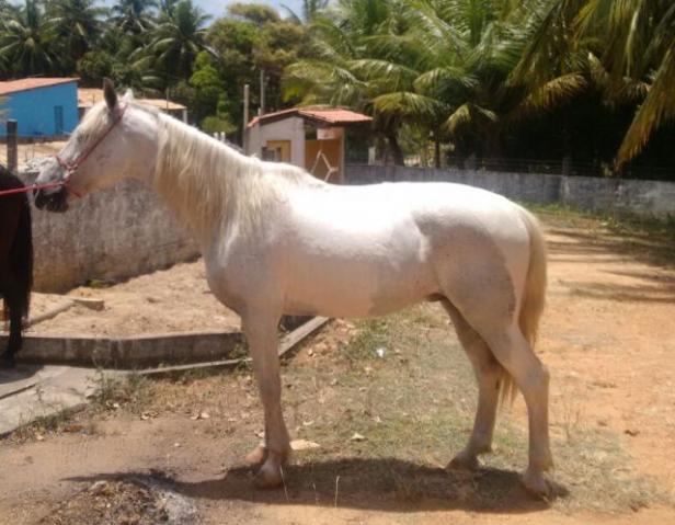 Cavalo bom, vale a pena conferir