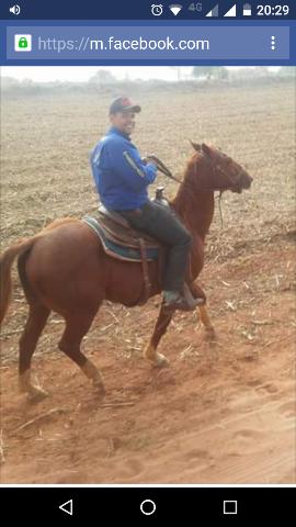 Cavalo quarto de milha