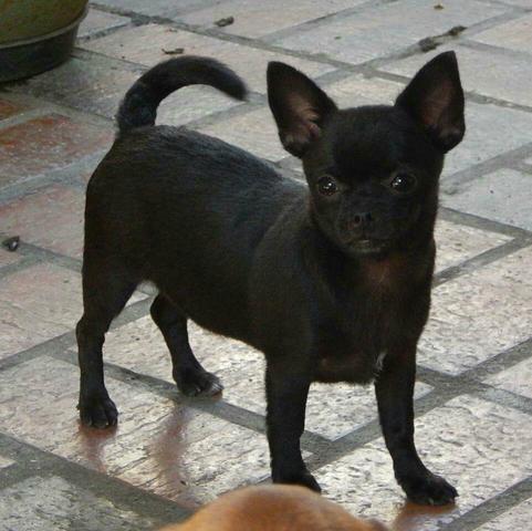Chihuahua macho pêlo curto