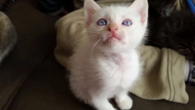 Doação gato branco